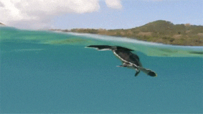 一只孤立无援的小海龟,让人心疼