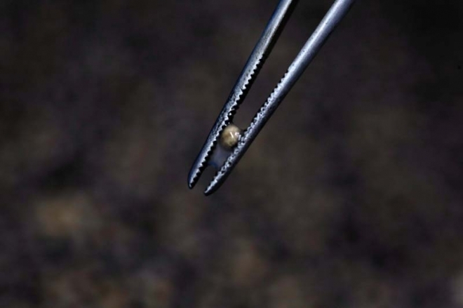 探秘全世界最昂贵的黑鱼子酱,如何生产?(3)