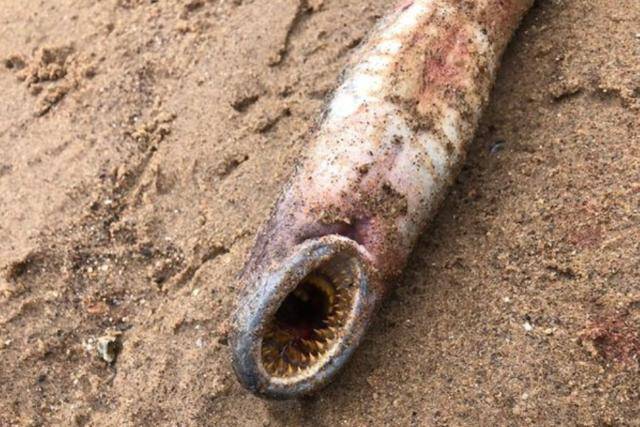 七鳃鳗目前,关于未知动物尸体的身份仍在寻求专业人士意见中.