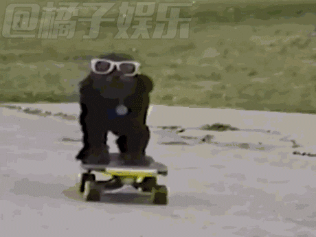 小动物超可爱有木有,但有时候也有点蠢啊,快来看看这些爆笑的萌宠动