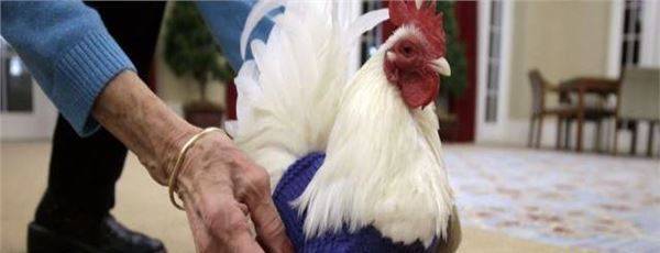 为了让母鸡多下蛋，美国给母鸡织起了毛衣_图2
