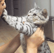 搞笑gif: 女汉子的生活你懂的! - 360娱乐,你开心就好