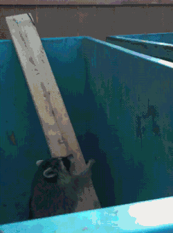 搞笑gif:离自由就差一点点了 - 360娱乐,你开心就好