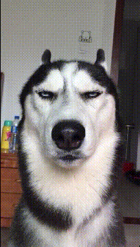 二哈:看什么看,我的帅是你无法企及的