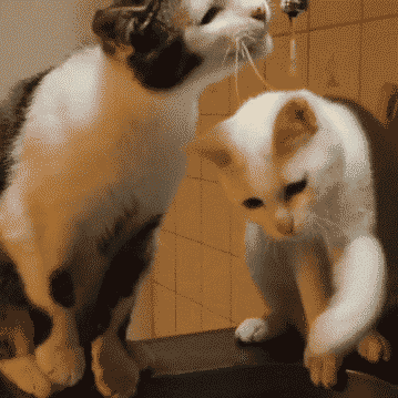 搞笑gif: 牛逼我的哥, 用鼻子喝酒真是第一次见