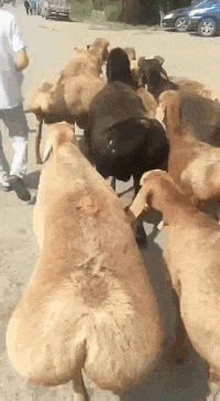 壁纸 动物 狗 狗狗 200_364 gif 动态图 动图