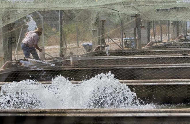 探秘全世界最昂贵的黑鱼子酱,如何生产?(1)