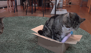 壁纸 动物 狗 狗狗 348_203 gif 动态图 动图