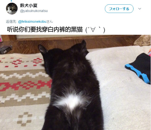 你家的黑猫有穿白色内裤吗 360娱乐,你开心就好