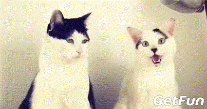 这里集齐了丧猫表情包,每一只喵咪都萌萌哒哟