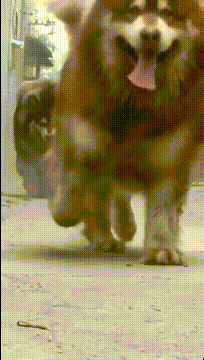 搞笑gif:单身久了,看谁都是一副少女般的模样