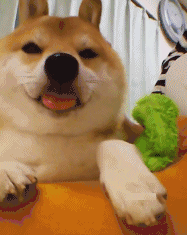 宠物gif图非常难得的哈士奇下水四连拍表情很到位