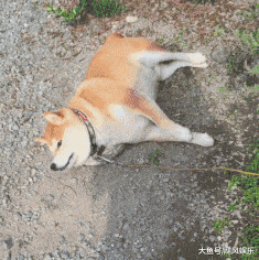 二汪,你这是怎么啦一脸生无可恋的表情