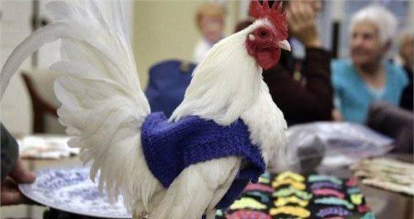 为了让母鸡多下蛋，美国给母鸡织起了毛衣_图1