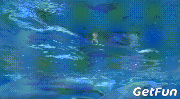 惊呆了!一群海豚围殴河豚竟然是为了聚众吸毒,真会玩!