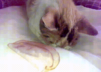 搞笑gif:难道他就是赛车场上的王道?