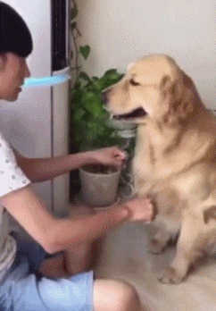 壁纸 动物 狗 狗狗 242_348 竖版 竖屏 手机 gif 动态图 动图