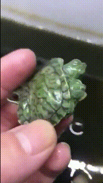 千年一遇的的乌龟,我是不是发财了