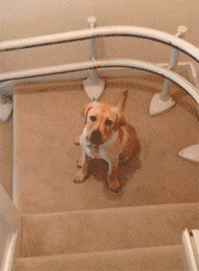 蛋蛋的忧伤新娘子都结婚的人了,咱能矜持一点好吗?天鹅快点带我飞吧!