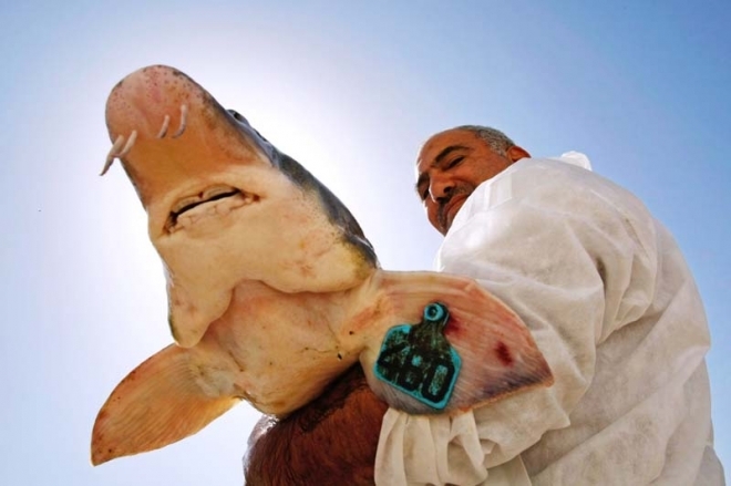 探秘全世界最昂贵的黑鱼子酱,如何生产?(1)