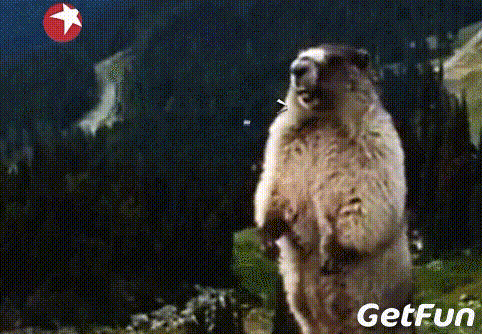 壁纸 动物 狗 狗狗 灵长目 482_334 gif 动态图 动图