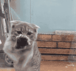 八哥搞笑gif动图:一代大师的杰作,扫了都觉得可惜