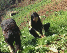 今天的军训科目是学习