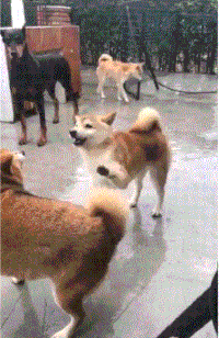 爆笑gif: 有意栽花花不开, 无心插柳柳成荫