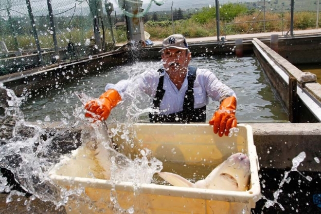探秘全世界最昂贵的黑鱼子酱,如何生产?(2)
