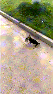 狗子:你再背后说我多管闲事,我连你儿子都不放过