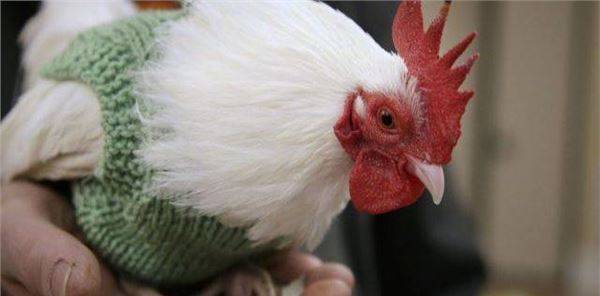 为了让母鸡多下蛋，美国给母鸡织起了毛衣_图2