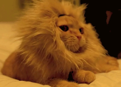 搞笑动物图片,二货那不是草地