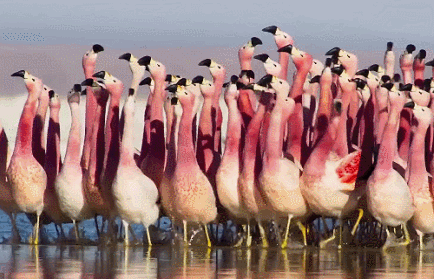 全身上下都透着粉红色的火烈鸟,萌翻少女心