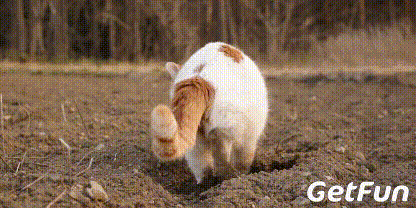 养猫前和养猫后,你变了么?