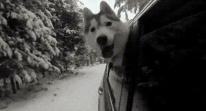 15.一个贪玩的二哈,是不是考虑一下给炖了