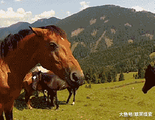 搞笑gif: 被咬了一口,明天要异变成野马侠了