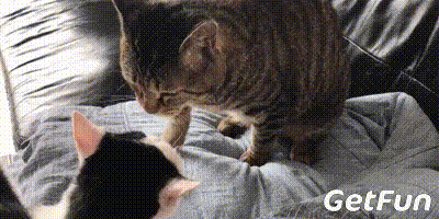 喵喵简直是太厉害了捏,哇咔咔!