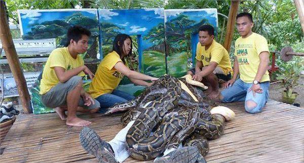 会玩儿！菲律宾蟒蛇按摩服务，你想试试吗？_图2