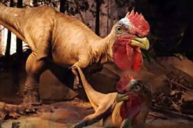 鸡是由恐龙进化而来的?不是说恐龙灭绝了吗?
