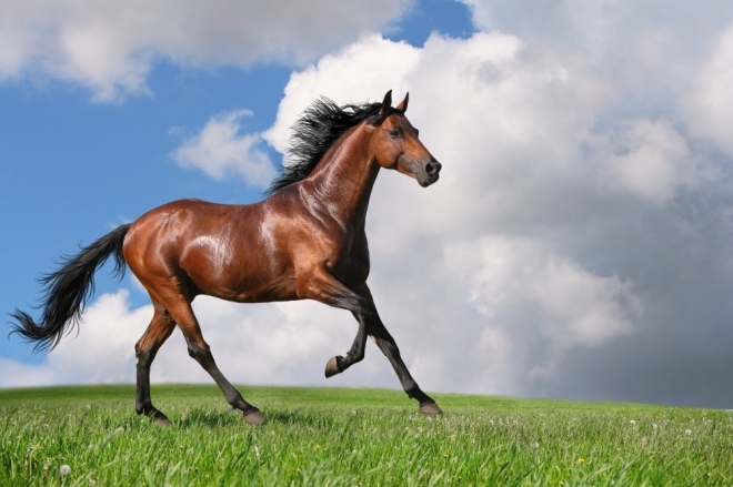 世界上最名贵的马,高贵,漂亮,灵性而且稀少,每一匹都价值连城.
