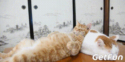 这里有一只不管在哪儿都喜欢靠着睡觉的橘猫