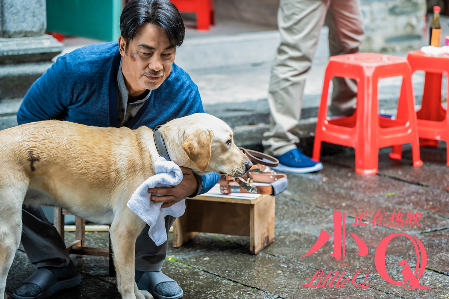 伶俐的拉布拉多犬小q从出生到离去为人类默默奉献十二年的动人故事