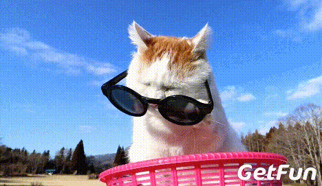 养猫前和养猫后,你变了么?