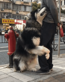 长的跟哈士奇很像,要是不清楚的话,很容易就把这两条狗给搞混淆了