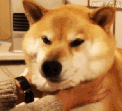 实用指数:78787878别随意招惹doge实用指数:78787878