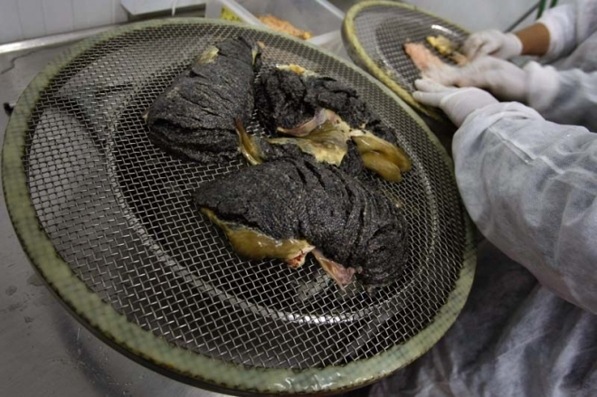 探秘全世界最昂贵的黑鱼子酱,如何生产?(3)