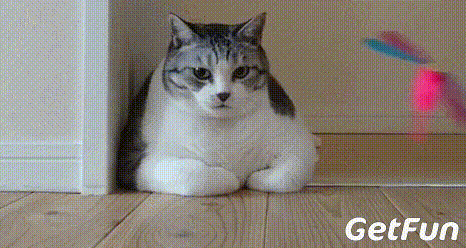 466_248gif 动态图 动图