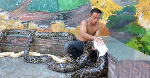 会玩儿！菲律宾蟒蛇按摩服务，你想试试吗？_图8