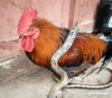 搞笑gif: 这不是一般的公鸡,镇定自若