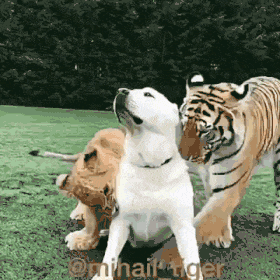 搞笑gif: 既然反抗不了,何不微笑面对.真的有那么酸爽